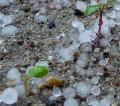 Hagel_Saemlinge3.JPG
