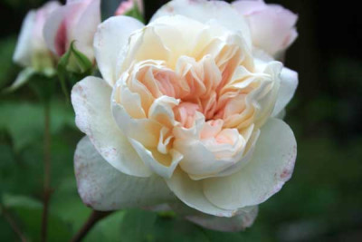 Desperez_a_Fleur_Jaunes_20100513_2.jpg