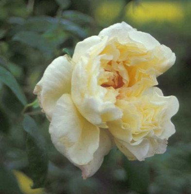 Celine-Forestier.jpg