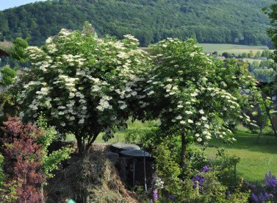 Sambucus_nigra_0011__4323.jpg