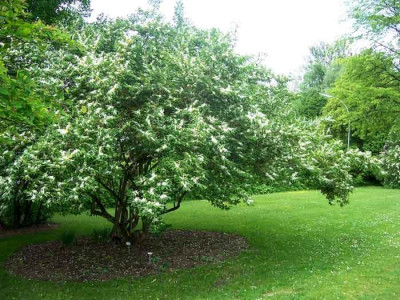 Lonicera-maackii04_web.jpg