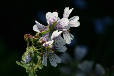 Geranium-Mai-7.jpg