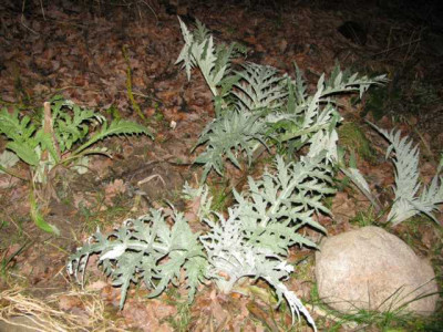 K640_IMG_2764.JPG