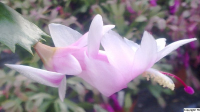 Schlumbergera_Malissa_900x900_80KB.jpg