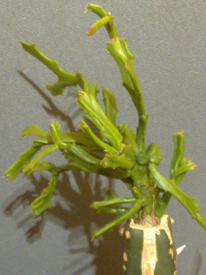 Schlumbergera_Enigma_900x900_80KB.jpg