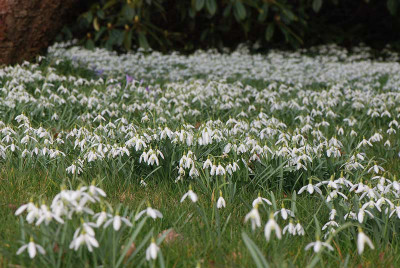 Schneegloeckchenwiese-2008.jpg