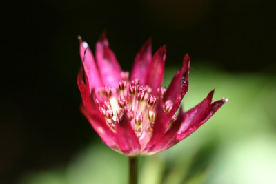 astrantiarot.jpg