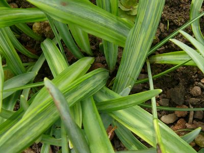 Viruslaub_Galanthus_plicatus.jpg