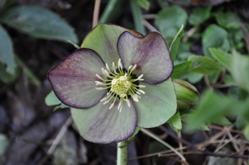 Lenzrose_0012_2996_.jpg