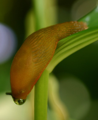 tropfenschnecke.jpg