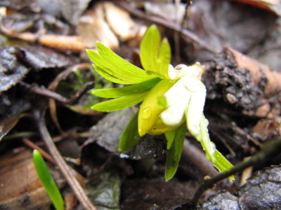 Eranthis_hyemalis_120108.jpg