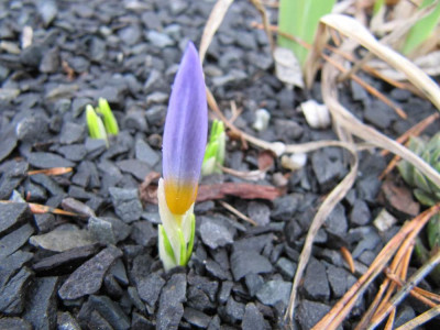 Crocus_sieberii_tricolor_120108.jpg