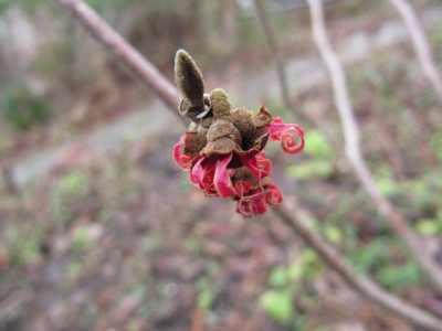 Hamamelis_120108.jpg
