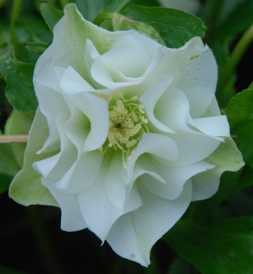 B9541a_Large.jpg