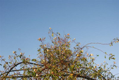 B9546_Small.JPG