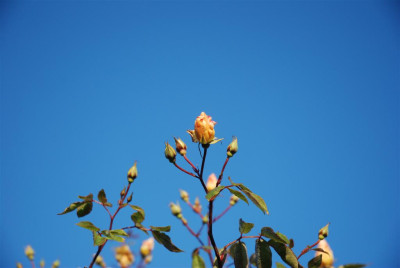 B9548_Large.JPG