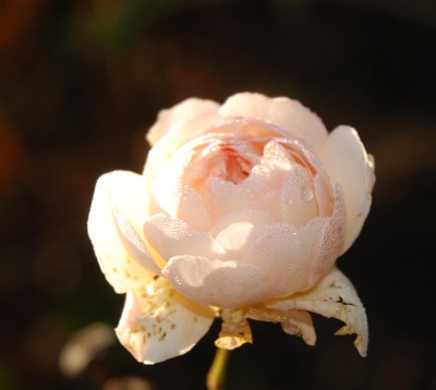 B9552a_Large.jpg