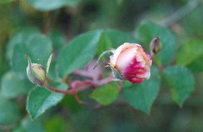 B9553a_Large.jpg