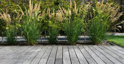 Achnatherum_calamagrostis.jpg