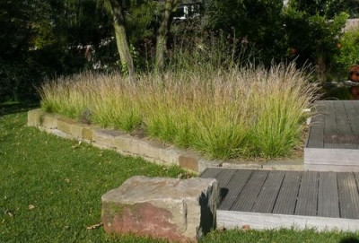 Sesleria_autumnalis_klein.jpg
