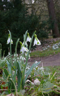 Galanthus_South_Hayes_klein1.jpg