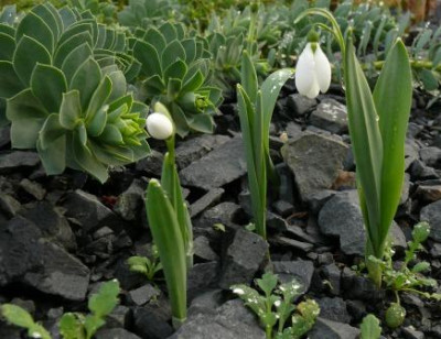 Walzen_bedrohen_Galanthus_elwesii.JPG