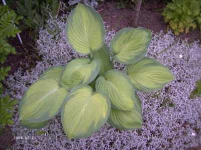Hosta_Gold_Standard.JPG