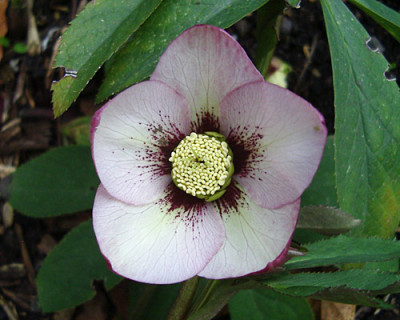 HelleSmlg2012-05IMGP4439.jpg