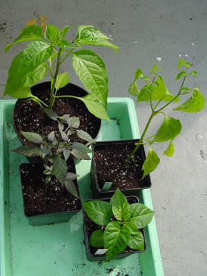 chilligroessen.jpg