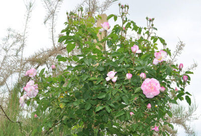 Morning_Blush_0011__4204.jpg