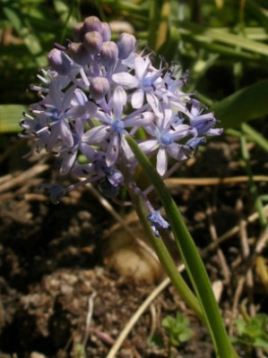 scilla_pratensis.jpg