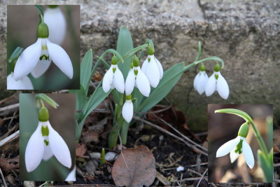 Galanthus_elwesii_B.jpg