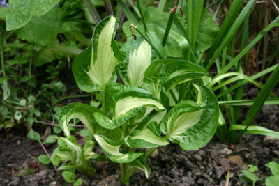 hosta_emerald_necklace.jpg