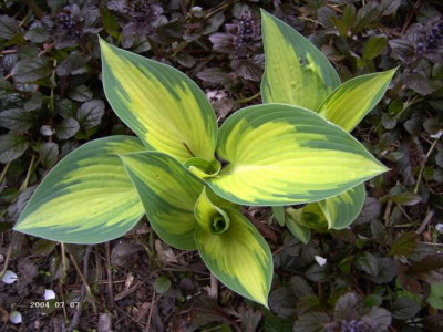 Hosta_June.JPG