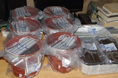 chilisamen_9145.jpg