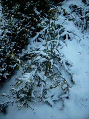 Schneewittchen_14.01.2012.jpg
