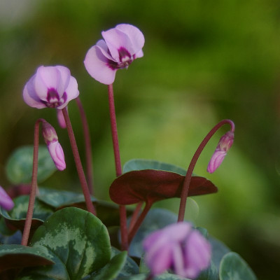 IMGP1108.jpg