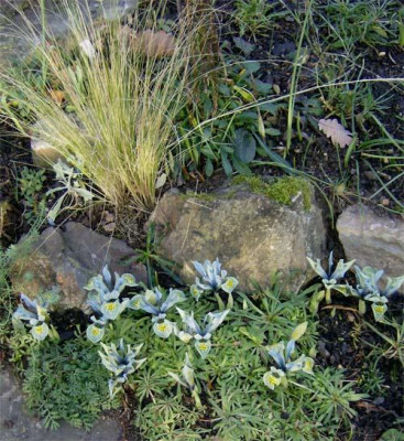 Iris-110112.jpg