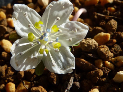 Eranthis_stellata_Blute.jpg