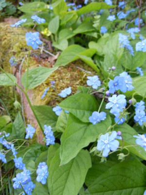 Omphalodes_verna_Grandiflora.JPG