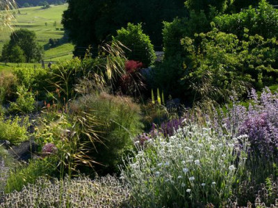 Blick_durch_Stipa.jpg