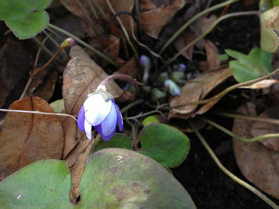 hepatica_20120114_zg.jpg