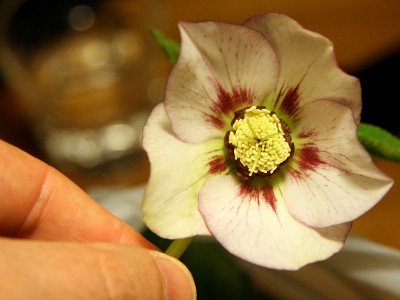Hellib.NeuIMG_8433jpg.jpg