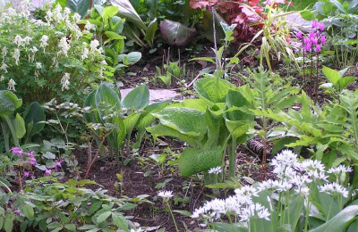 Dodecatheon.JPG