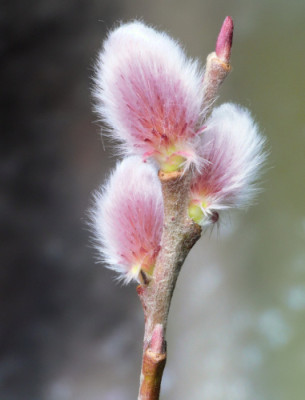 Salix_chaenomeloides_Mt.Asama..jpg