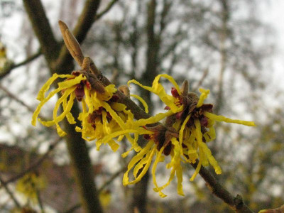 Hamamelis_2012_Gartenpur.jpg