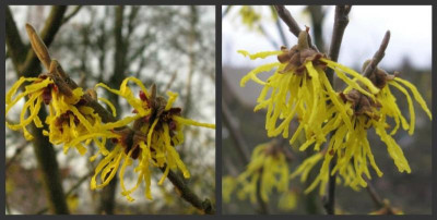 Hamamelis_Vergleich_1024x768.jpg
