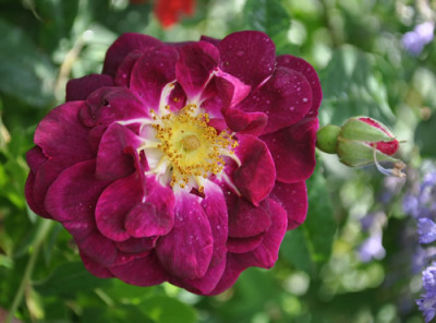 Seguier_011__5177.jpg