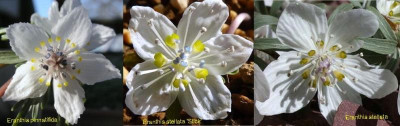 Eranthis_Vergleich2.jpg