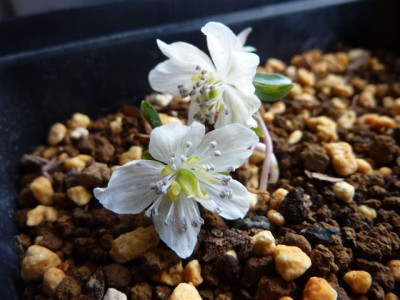 Eranthis_stellata_1.jpg